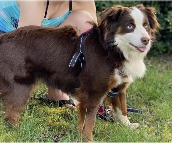 Medium Photo #1 Miniature Australian Shepherd Puppy For Sale in LONGVIEW, WA, USA