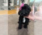 Small Photo #24 Saint Berdoodle Puppy For Sale in DINWIDDIE, VA, USA