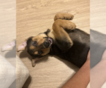 Small #14 German Shepherd Dog Mix