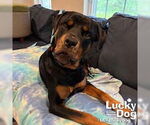 Small #5 Rottweiler Mix