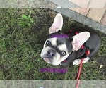 Small Photo #1 French Bulldog Puppy For Sale in SEATAC, WA, USA