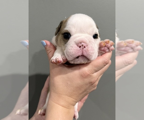 Medium Photo #6 English Bulldog Puppy For Sale in EVEREST, KS, USA