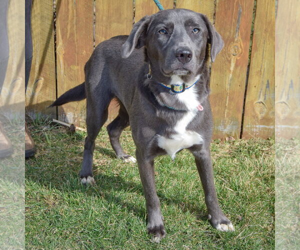 Medium Photo #4 Borador Puppy For Sale in Huntley, IL, USA