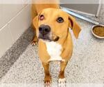 Small #1 Labrador Retriever Mix