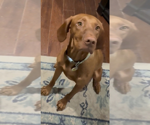 Mother of the Vizsla puppies born on 05/24/2025