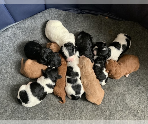 Medium Photo #17 Goldendoodle mix (+ Poodle Miniature) Puppy For Sale in MANTECA, CA, USA