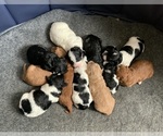 Small #16 Goldendoodle mix (+ Poodle Miniature)