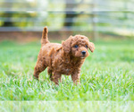 Small Photo #5 Miniature Labradoodle Puppy For Sale in WESTMINSTER, MD, USA