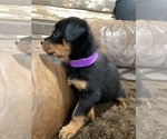Small #14 Rottweiler