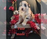 Small Photo #10 Australian Shepherd Puppy For Sale in BRIDGEWATER, VA, USA