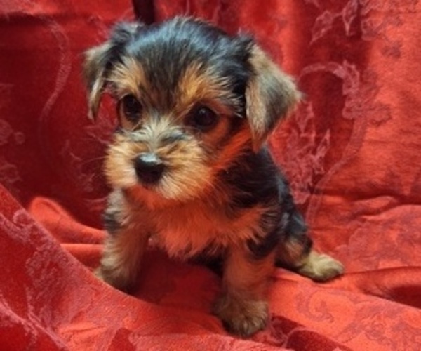 Medium Photo #1 Yorkshire Terrier Puppy For Sale in HOUSTON, TX, USA