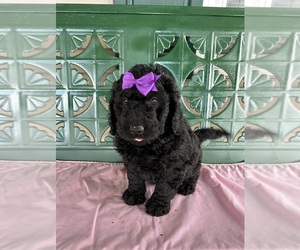 Goldendoodle Puppy for sale in GREENEVILLE, TN, USA