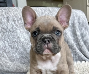 French Bulldog Puppy for Sale in WOODLAND, California USA