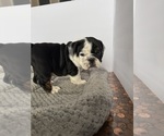Small #9 Bulldog