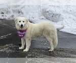 Small #5 Great Pyrenees
