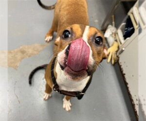 Mutt Dogs for adoption in Peoria, IL, USA