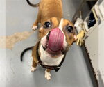 TANG - Female Mutt Dog for Adoption - Small photo