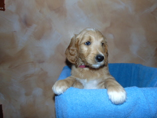 Goldendoodle Puppy for sale in HOME, PA, USA