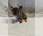 Small #11 French Bulldog