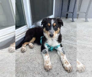 Border-Aussie Puppy for sale in TEMECULA, CA, USA