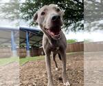 Small #4 Labrador Retriever Mix