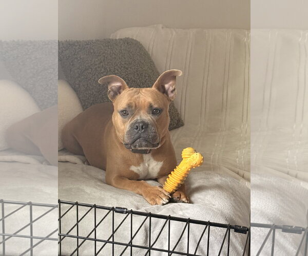 Medium Photo #8 American Staffordshire Terrier-Boxer Mix Puppy For Sale in Holly Springs, NC, USA