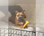 Small Photo #8 American Staffordshire Terrier-Boxer Mix Puppy For Sale in Holly Springs, NC, USA