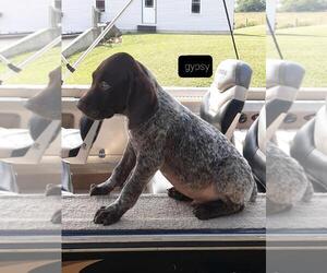 German Shorthaired Pointer Puppy for sale in RAGERSVILLE, OH, USA
