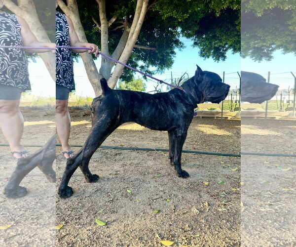 Medium Photo #8 Mutt Puppy For Sale in Goodyear, AZ, USA