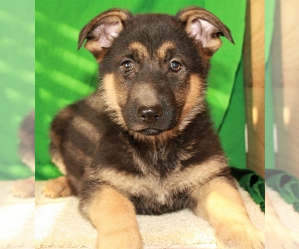 Medium Photo #2 German Shepherd Dog Puppy For Sale in SHAWNEE, OK, USA