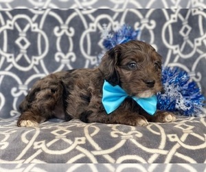 Cocker Spaniel-Poodle (Miniature) Mix Puppy for sale in LAKELAND, FL, USA