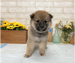 Small Photo #3 Shiba Inu Puppy For Sale in EMPIRE STATE, NY, USA
