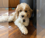 Small Photo #11 Goldendoodle Puppy For Sale in FALMOUTH, VA, USA