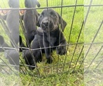 Small Photo #8 Labrador Retriever Puppy For Sale in EDEN VALLEY, MN, USA