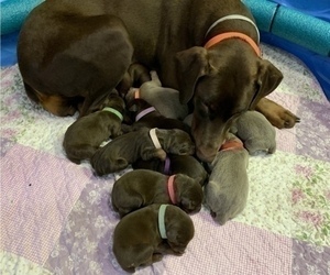 Doberman Pinscher Puppy for sale in SPRINGFIELD, OR, USA