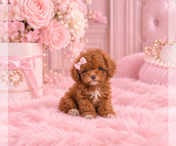 Medium Photo #1 Poodle (Miniature) Puppy For Sale in FISHER ISLAND, FL, USA