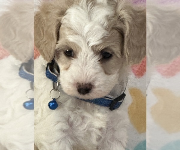 Medium Photo #2 Cavapoo Puppy For Sale in GREENVILLE, MO, USA