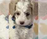 Small #1 Cavapoo