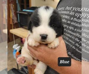 Great Pyrenees-Newfoundland Mix Puppy for sale in BERESFORD, SD, USA