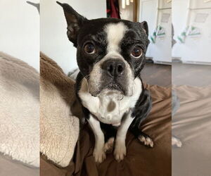 Boston Terrier Dogs for adoption in Rootstown, OH, USA