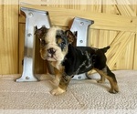 Puppy Skittles Bulldog