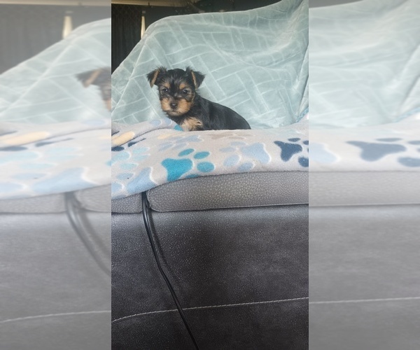 Medium Photo #4 Yorkshire Terrier Puppy For Sale in BENSON, NC, USA
