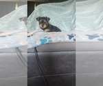Small #3 Yorkshire Terrier