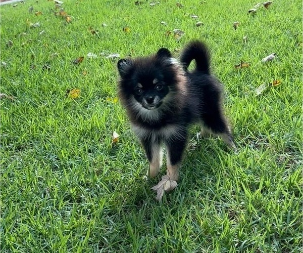 Medium Photo #4 Pomeranian Puppy For Sale in LOGANVILLE, GA, USA