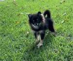 Pomeranians - Male Pomeranian Puppy for Sale - Photo #4