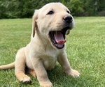 Puppy Candy Labrador Retriever