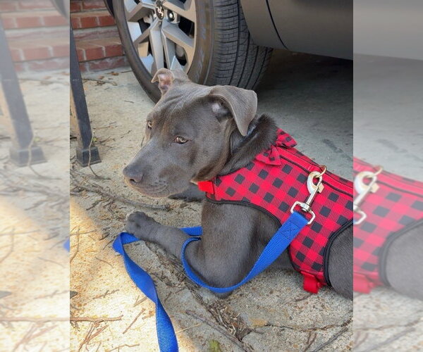 Medium Photo #2 Mutt Puppy For Sale in Wenonah, NJ, USA