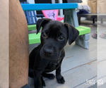 Small Photo #10 Labrador Retriever-Unknown Mix Puppy For Sale in Washington, DC, USA