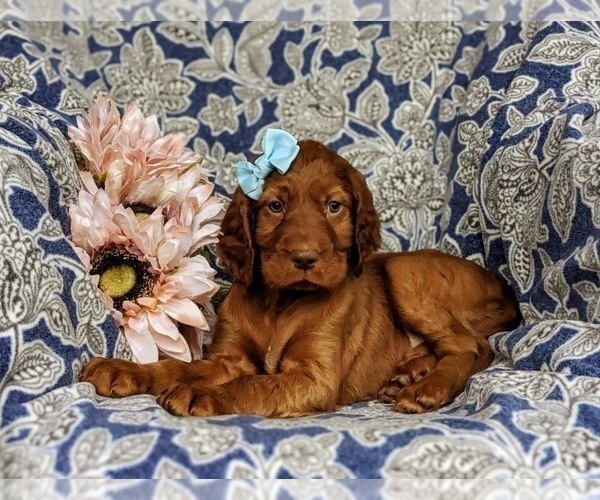 Medium Photo #4 Irish Setter Puppy For Sale in QUARRYVILLE, PA, USA
