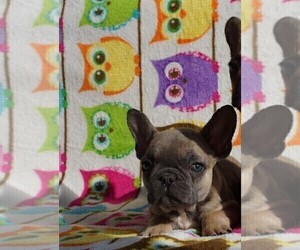 French Bulldog Puppy for sale in TAMPA, FL, USA